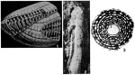 Praealveolina tenuis Reichel, 1933