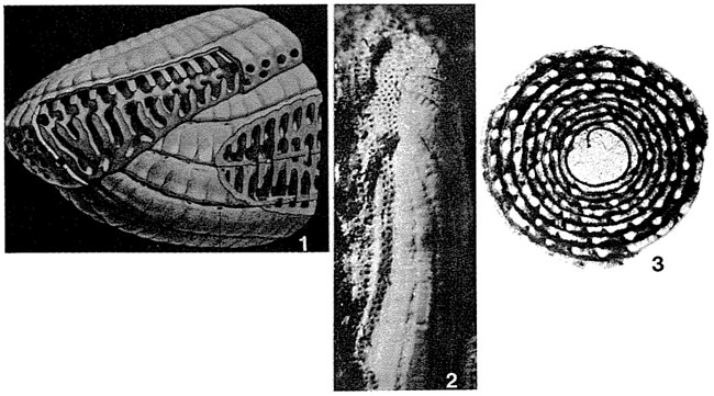 Praealveolina tenuis Reichel, 1933 Praealveolina tenuis Reichel, 1933