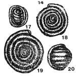 Glomospirella (Usbekistania) mubarekensis Suleymanov, 1960