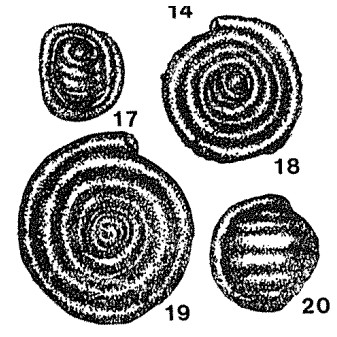 Glomospirella (Usbekistania) mubarekensis Suleymanov, 1960 Glomospirella (Usbekistania) mubarekensis Suleymanov, 1960