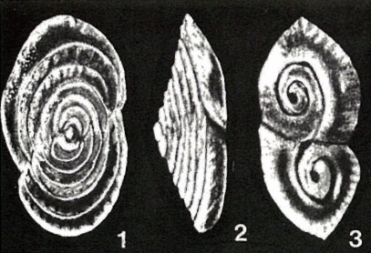 Mesopatellina differens McCulloch, 1977 Mesopatellina differens McCulloch, 1977
