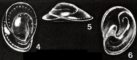 Praepatellina simplissima McCulloch, 1977 Praepatellina simplissima McCulloch, 1977