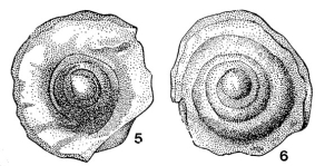 Turrispirillina incerta Svetovostokova In Myatlyuk, 1953, author: Le Coze, François