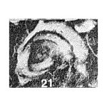 Flagrospira versaria Vyalov, 1977