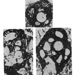 Vostokovella neivaensis Pronina, 1972