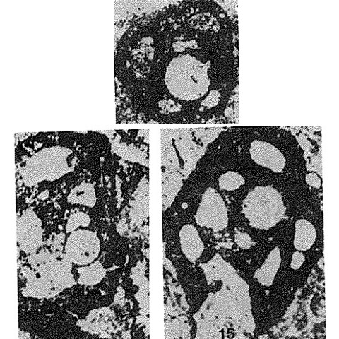 Vostokovella neivaensis Pronina, 1972 Vostokovella neivaensis Pronina, 1972