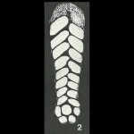 Bolivinopsis capitata Yakovlev, 1891