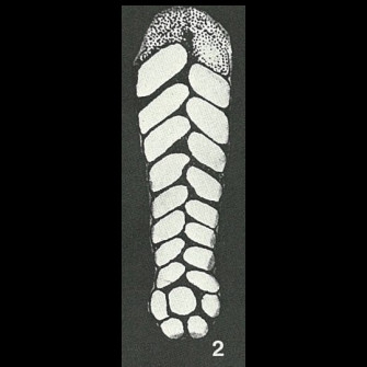 Bolivinopsis capitata Yakovlev, 1891 Bolivinopsis capitata Yakovlev, 1891