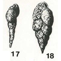 Bolivina punctata var. arenacea Heron-Allen & Earland, 1922 Bolivina punctata var. arenacea Heron-Allen & Earland, 1922