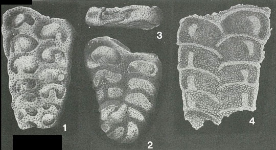 Septigerina dalmatica Keijzer, 1941 Septigerina dalmatica Keijzer, 1941