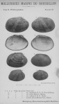 Bucquoy, E.; Dautzenberg, Ph.; Dollfus, G. (1887). Les Mollusques marins du Roussillon: 2. Pélécypodes avec atlas de 99 planches en phototypie. J.-B. Baillière & Fils: Paris, France. 2 vols: 884, 99 plates pp.