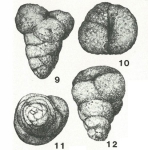 Eomarssonella paraconica Levina in Dain, 1972