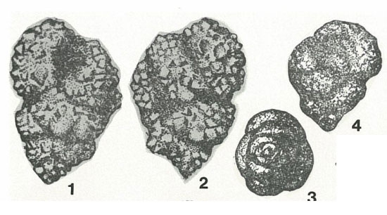 Arenogaudryina granosa Podobina, 1975 Arenogaudryina granosa Podobina, 1975