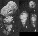 Hagenowinoides alveolarum Saidova, 1975