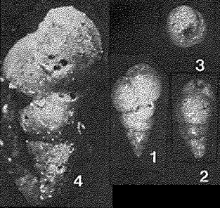 Hagenowinoides alveolarum Saidova, 1975 Hagenowinoides alveolarum Saidova, 1975