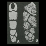 Paragaudryina inornata Suleymanov, 1958
