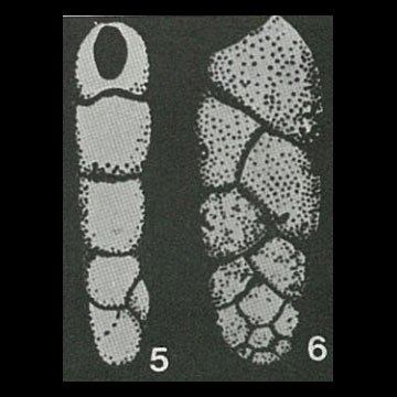 Paragaudryina inornata Suleymanov, 1958 Paragaudryina inornata Suleymanov, 1958