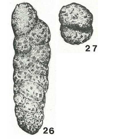 Gaudryinopsis vulgaris (Kipriyanova, 1960) Gaudryinopsis vulgaris (Kipriyanova, 1960)