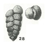 Gaudryina gradata Berthelin, 1880