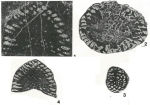 Kilianina blancheti Pfender, 1933