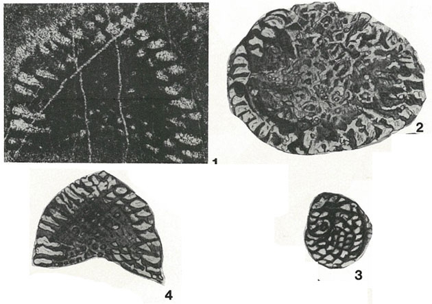 Kilianina blancheti Pfender, 1933 Kilianina blancheti Pfender, 1933