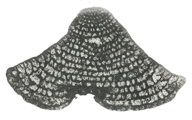 Dictyoconus egyptiensis (Chapman, 1900) Dictyoconus egyptiensis (Chapman, 1900)