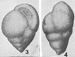 Verneuilina mexicana Nuttall, 1932