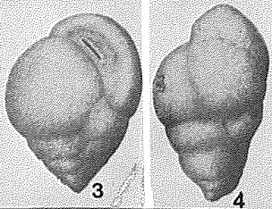Verneuilina mexicana Nuttall, 1932 Verneuilina mexicana Nuttall, 1932