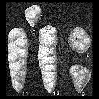 Gaudryina siphonella Reuss, 1851 Gaudryina siphonella Reuss, 1851