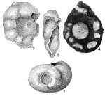 Chromista - Foraminifera (foraminifers)