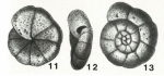 Trochammina glabra Heron-Allen & Earland, 1932