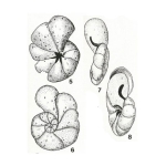 Arcoparrella planulata Mikhalevich, 1971