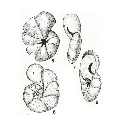 Arcoparrella planulata Mikhalevich, 1971 Arcoparrella planulata Mikhalevich, 1971