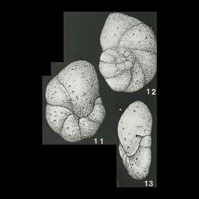 Trochamminula fissuraperta Shchedrina, 1955 Trochamminula fissuraperta Shchedrina, 1955