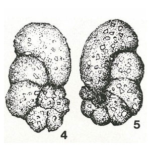 Vialovia zerabulakensis Suleymanov, 1966 Vialovia zerabulakensis Suleymanov, 1966