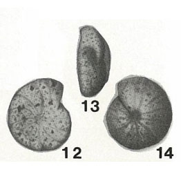 Haplophragmium truncatuliniforme Chapman, 1895 Haplophragmium truncatuliniforme Chapman, 1895