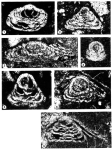 Menaella bustamantei Cherchi & Schroeder, 2005