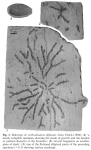 Arthrodendron diffusum Ulrich, 1904