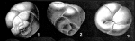 Baggatella inconspicua Howe, 1939