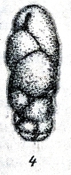 Caucasina oligocenica Khalilov, 1951 Caucasina oligocenica Khalilov, 1951