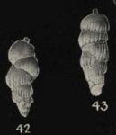 Siphogenerina ongleyi Finlay, 1939, author: Le Coze, François