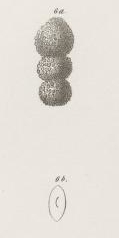 Lingulina papillosa Neugeboren, 1856 Lingulina papillosa Neugeboren, 1856