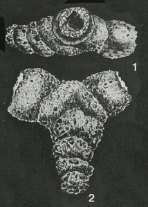 Bireophax guaricoensis Bolli, 1961 Bireophax guaricoensis Bolli, 1961