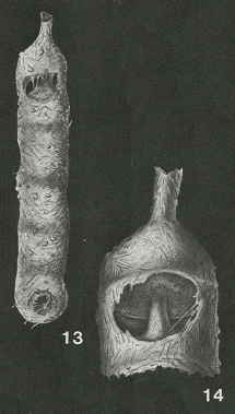 Ginesina delicatula Bermúdez & Key, 1952 Ginesina delicatula Bermúdez & Key, 1952