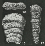 Polychasmina pawpawensis Loeblich & Tappan, 1946