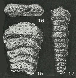 Polychasmina pawpawensis Loeblich & Tappan, 1946 Polychasmina pawpawensis Loeblich & Tappan, 1946