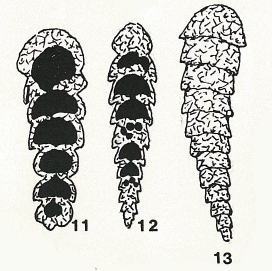 Siliconodosarina delicatula Colom, 1963 Siliconodosarina delicatula Colom, 1963