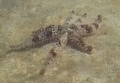 Coscinasterias tenuispina, Fig.2