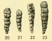 Reophax kunklerensis Conkin, 1961