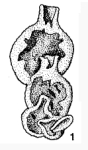 Oxinoxis botrys Gutschick, 1962